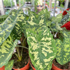 Alocasia 'Hilo Beauty'