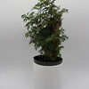 Aralia Ming Stump