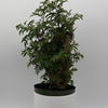 Aralia Ming Stump