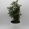 Aralia Ming Stump