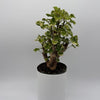 Variegated Aralia Balfouriana
