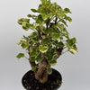 Variegated Aralia Balfouriana