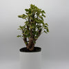 Variegated Aralia Balfouriana