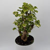 Variegated Aralia Balfouriana