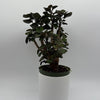Aralia Fabian Tree