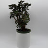 Aralia Fabian Tree