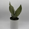Sansevieria 'Moonshine'
