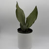 Sansevieria 'Moonshine'