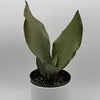 Sansevieria 'Moonshine'