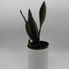 Sansevieria 'Whitney'