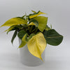 Philodendron Brazil