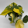 Philodendron Brazil