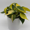 Philodendron Brazil