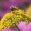 Wild Sunshine™ – Golden Alexander (Zizia aurea) Native Wildflower Seed Pollinator-Friendly, Perennial Ecotype