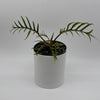 Philodendron Tortum