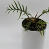 Philodendron Tortum