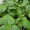 Hawaiian Poha Berry (Physalis peruviana)