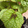 Begonia 'Iron Cross'