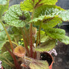 Begonia 'Iron Cross'