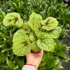 Begonia 'Iron Cross'