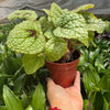 Begonia 'Iron Cross'