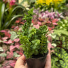 Fern 'Emina'