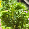 Fern 'Emina'