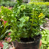 Fern 'Emina'