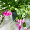 Zygocactus 'Christmas Cactus'