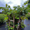 Grape 'Southern Home' (Vitis rotundifolia x Vitis vinifera)