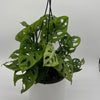 Monstera Adansonii (Swiss Cheese Plant)