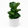 Ficus Fiddle Leaf Fig