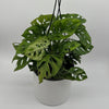 Monstera Adansonii (Swiss Cheese Plant)