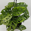 Monstera Adansonii (Swiss Cheese Plant)