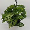 Monstera Adansonii (Swiss Cheese Plant)