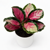 Calathea Roseopicta 'Pale Rosy'