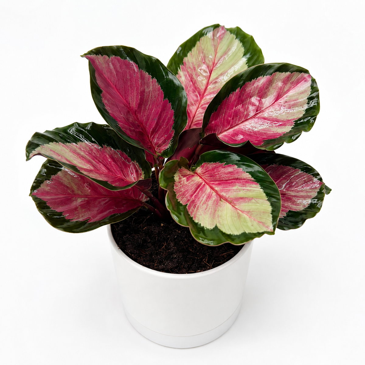 Calathea Roseopicta 'Pale Rosy'
