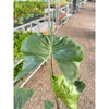 Alocasia macrorrhizos 'Stingray'