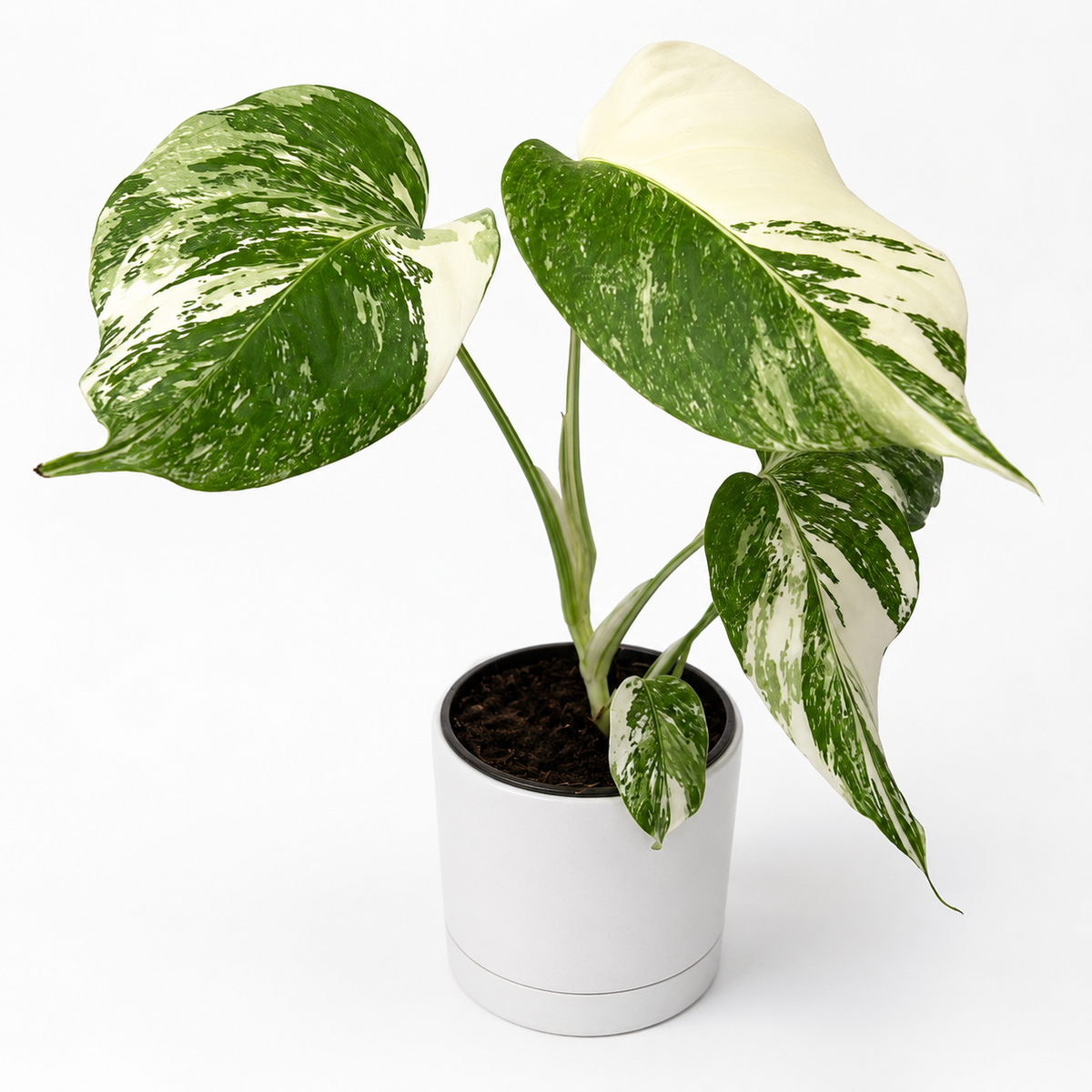 Variegated Monstera Albo Borsigiana