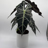 Alocasia Polly