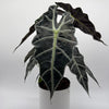Alocasia Polly