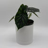 Alocasia Baginda 'Dragon Scale'