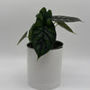 Alocasia Baginda 'Dragon Scale'