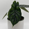 Alocasia Baginda 'Dragon Scale'