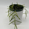 Hoya Linearis
