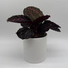 Calathea Dottie