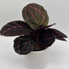 Calathea Dottie