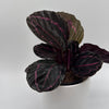 Calathea Dottie