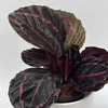 Calathea Dottie