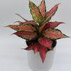 Aglaonema Red Hybrid